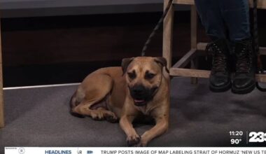 Wag Wednesday: Meet Camille from Bakersfield Animal Care Center!