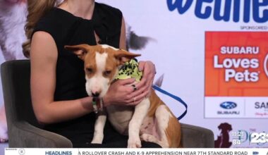 Wag Wednesday: Meet Biscuit from Kern County Animal Services!