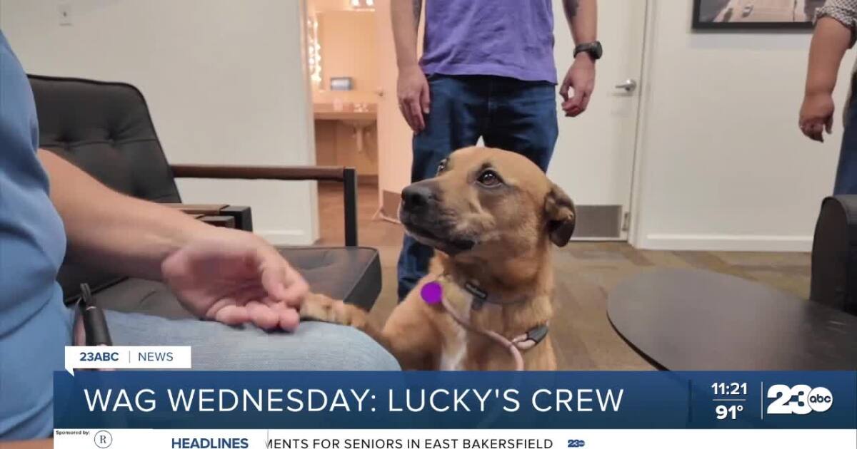 Wag Wednesday: Meet Bristol from Lucky's Crew Animal Rescue!