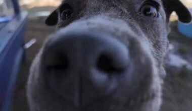 Wag Wednesday: Meet Oasis from Kern County Animal Services!