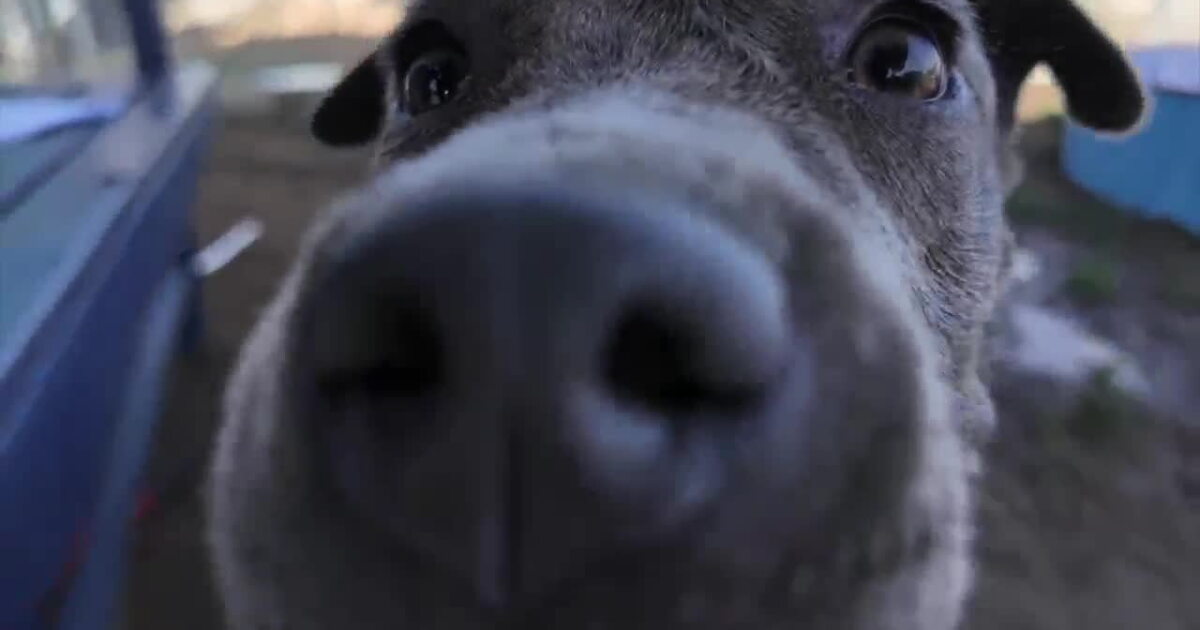 Wag Wednesday: Meet Oasis from Kern County Animal Services!