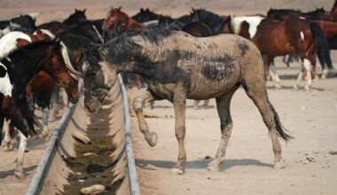 38 horses seized in Milford after alleged inappropriate treatment