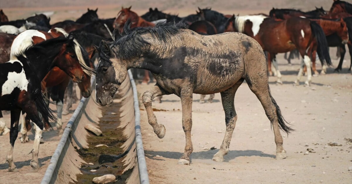 38 horses seized in Milford after alleged inappropriate treatment
