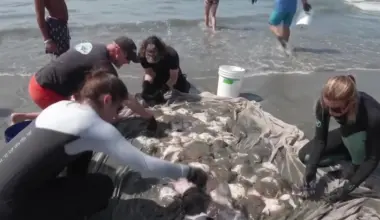 Stingray incidents surge along Southern California beaches