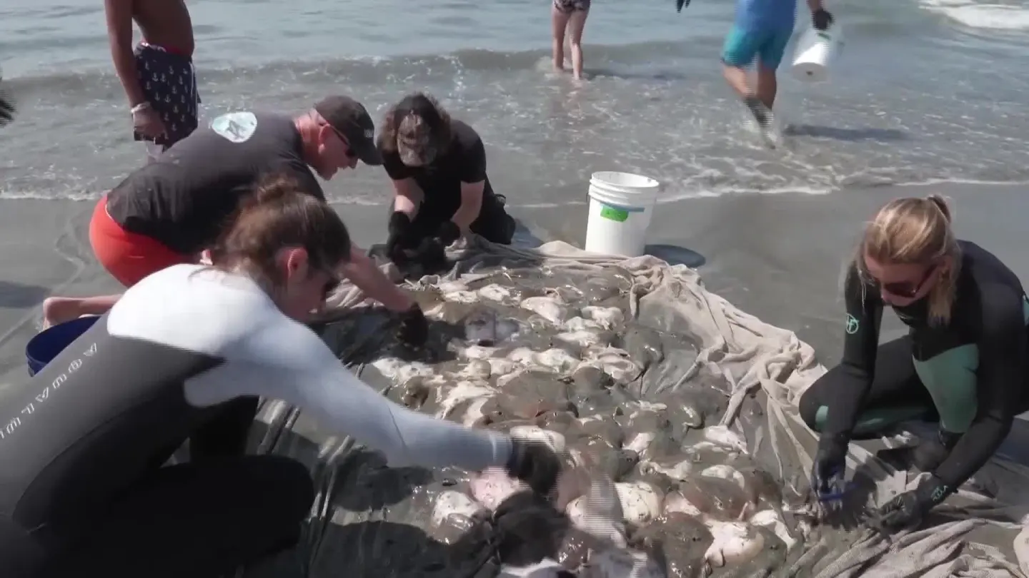 Stingray incidents surge along Southern California beaches