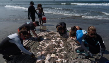 Stingray Lashings up as Marine Heat Wave off Southern California Draws More to Shore