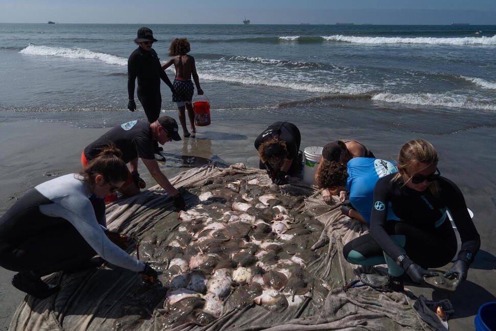 Stingray Lashings up as Marine Heat Wave off Southern California Draws More to Shore