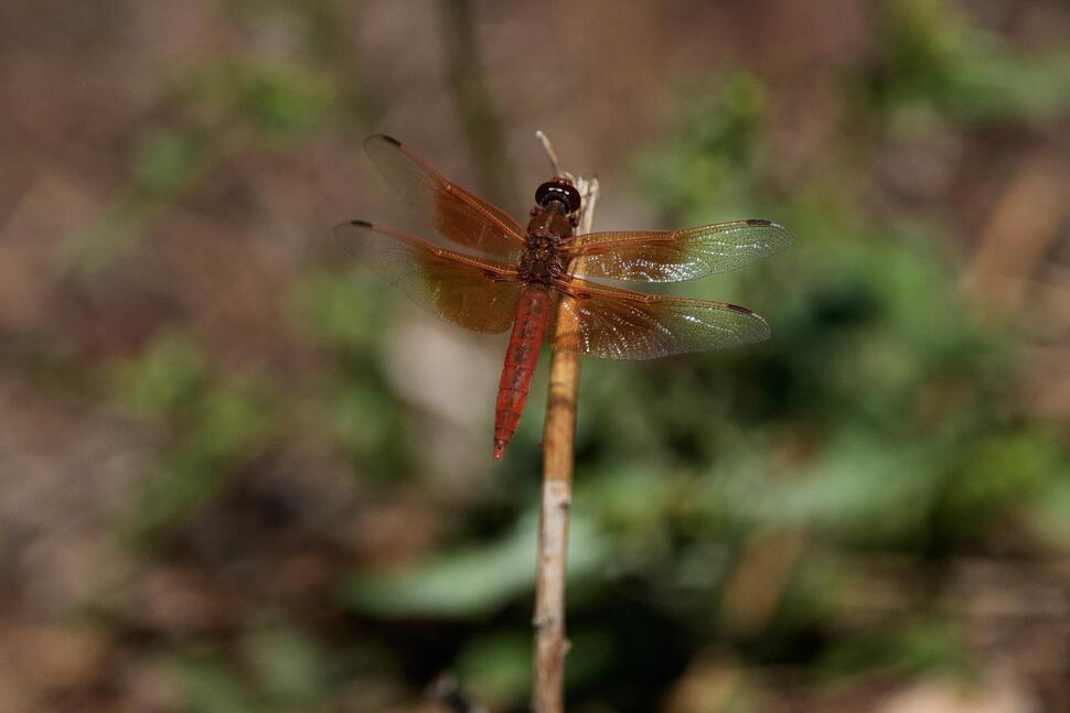 Unusual Dragonfly Swarms Sweep Across California After Warm Spring Rains