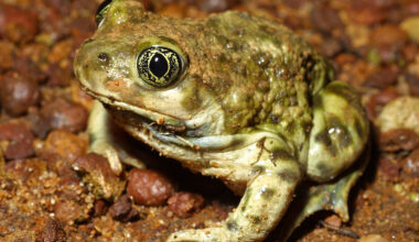 Western spadefoot. USFWS photo