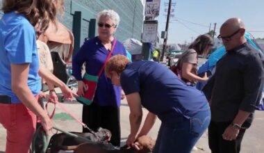 Los Angeles mayoral candidates face calls for action on Skid Row animal welfare