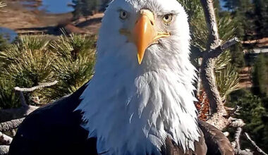 Jackie, the bald eagle who became an internet celebrity, dies in California