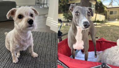 $50K reward offered to find dogs stolen in West Hills carjacking – NBC Los Angeles