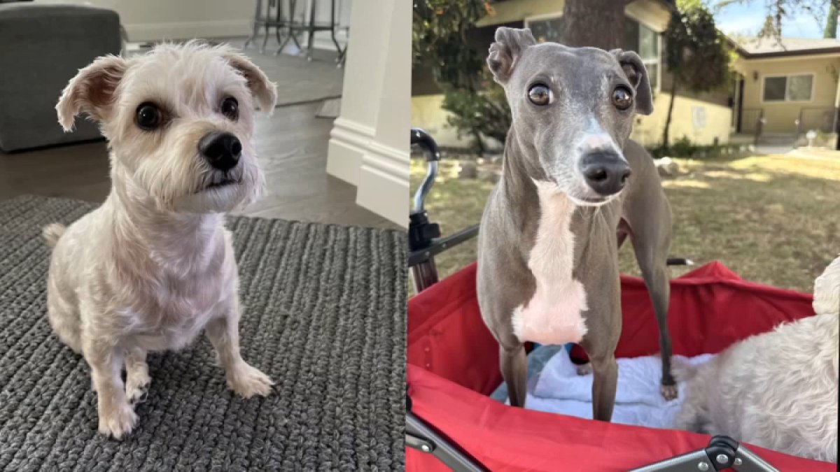 $50K reward offered to find dogs stolen in West Hills carjacking – NBC Los Angeles