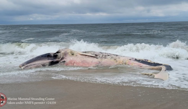 Decomposed Whale Drifts Along Long Beach Island