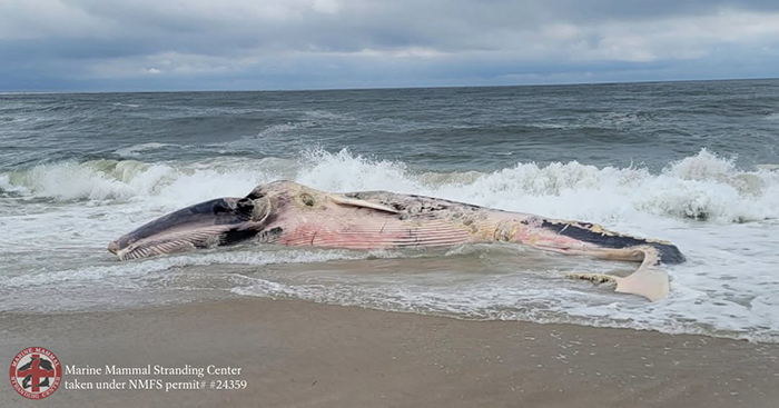 Decomposed Whale Drifts Along Long Beach Island
