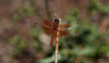 Unusual dragonfly swarms sweep across California after warm spring rains
