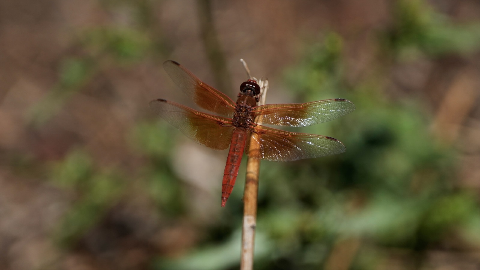 Unusual dragonfly swarms sweep across California after warm spring rains