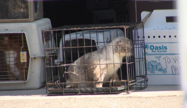 Hundreds of cats rescued from Southern California nonprofit