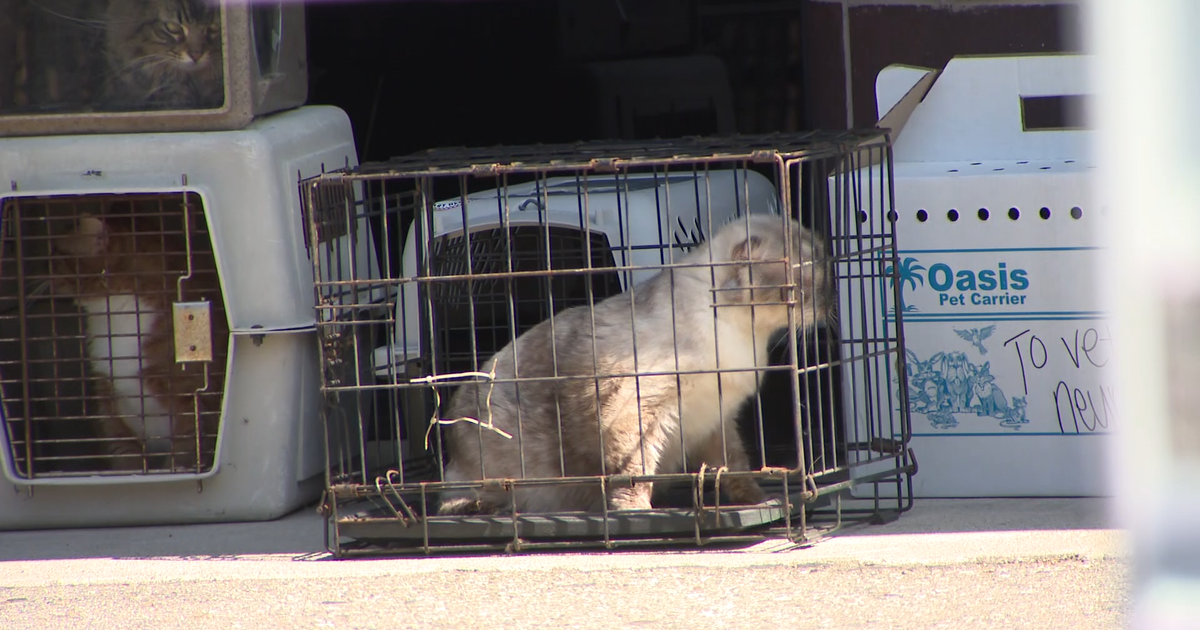 Hundreds of cats rescued from Southern California nonprofit