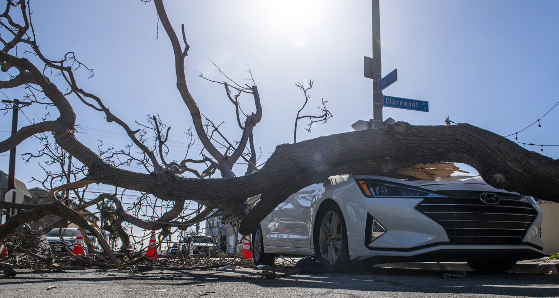 Monday Morning Coffee: It may take 8 years to get your tree trimmed • Long Beach Post