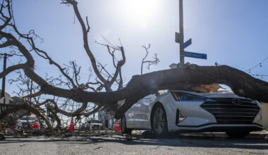 Monday Morning Coffee: It may take 8 years to get your tree trimmed • Long Beach Post