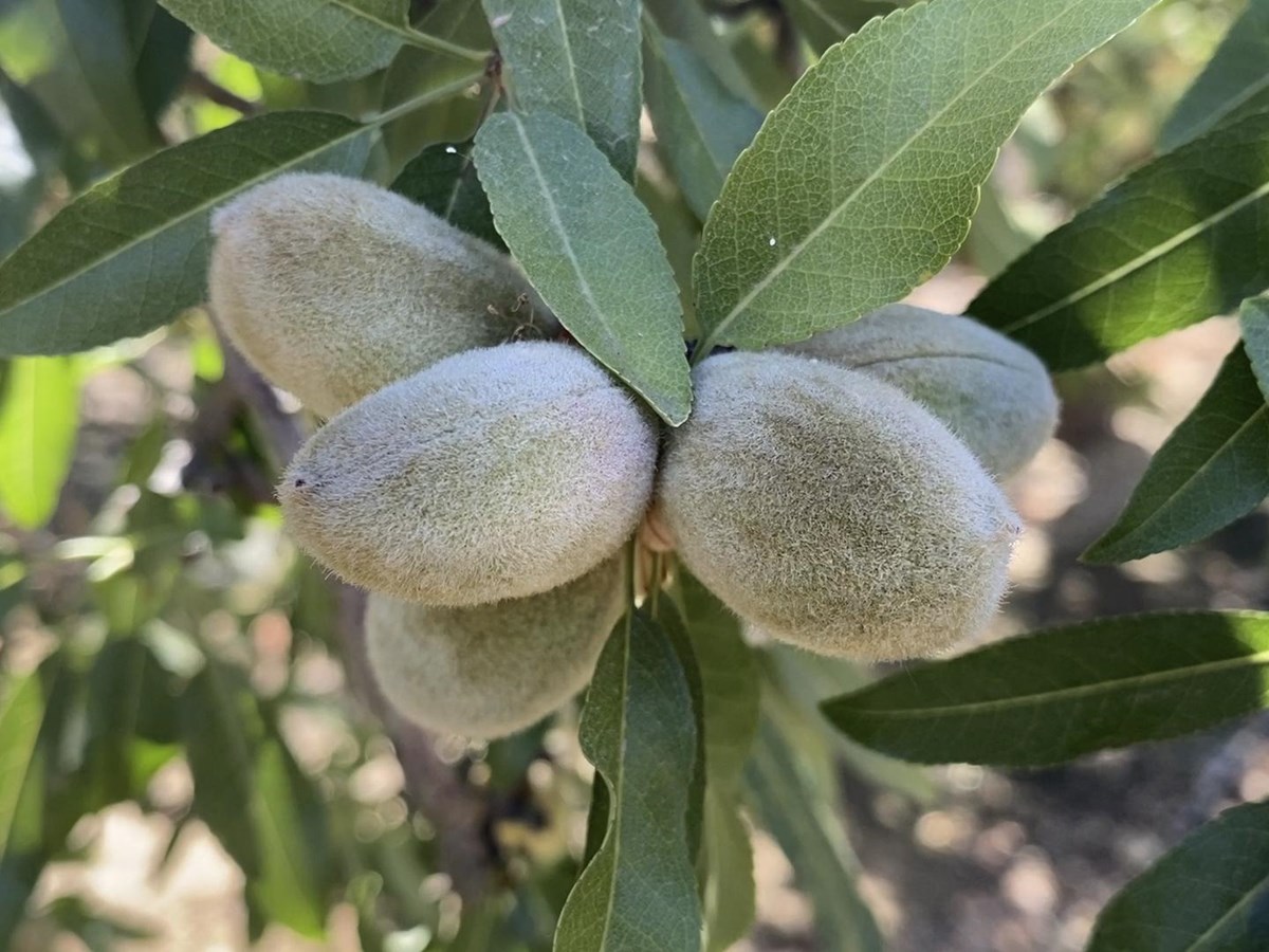 Almonds, still in their green hulls, hang on a tree at an orchard owned by farmer Joe Del Bosque in Firebaugh, Calif., on July 9, 2021.