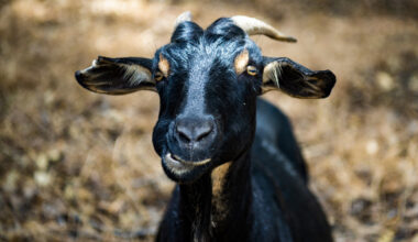 Close-up of a black goat looking directly at the camera, with yellow eyes and short horns.