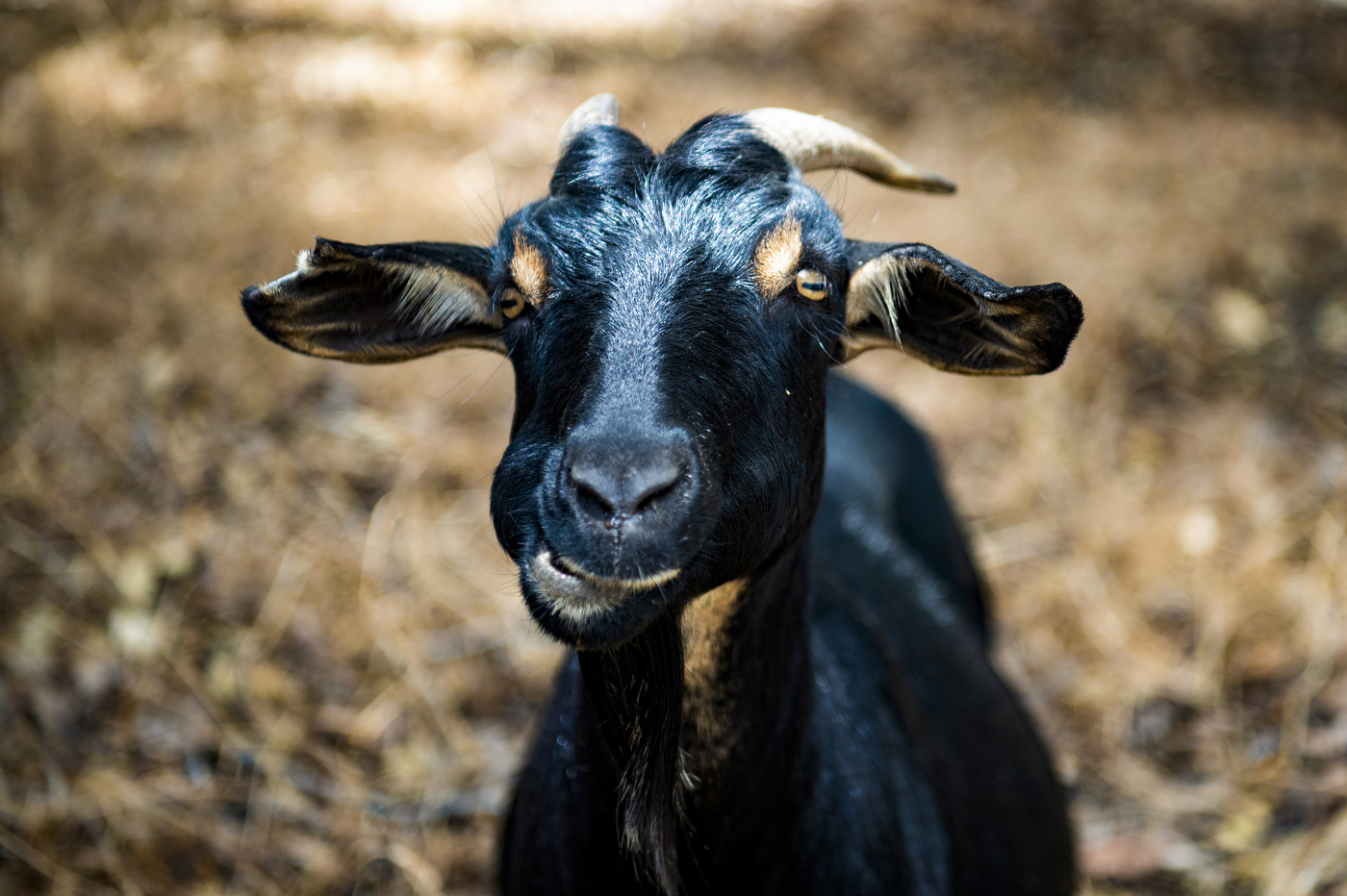 Close-up of a black goat looking directly at the camera, with yellow eyes and short horns.