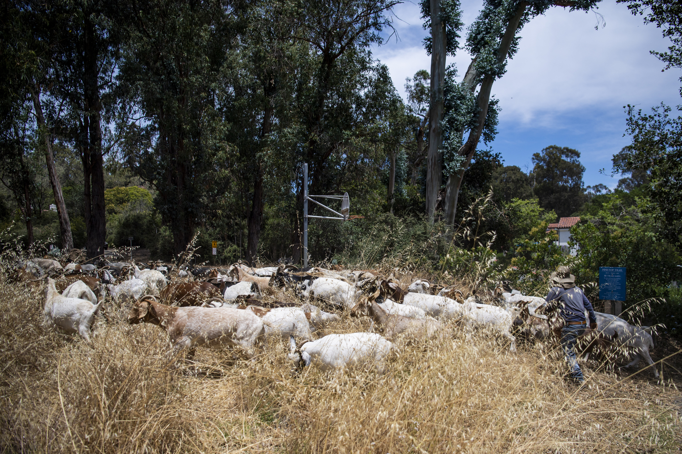 Herds of goats walk among dry grass and tall trees. 