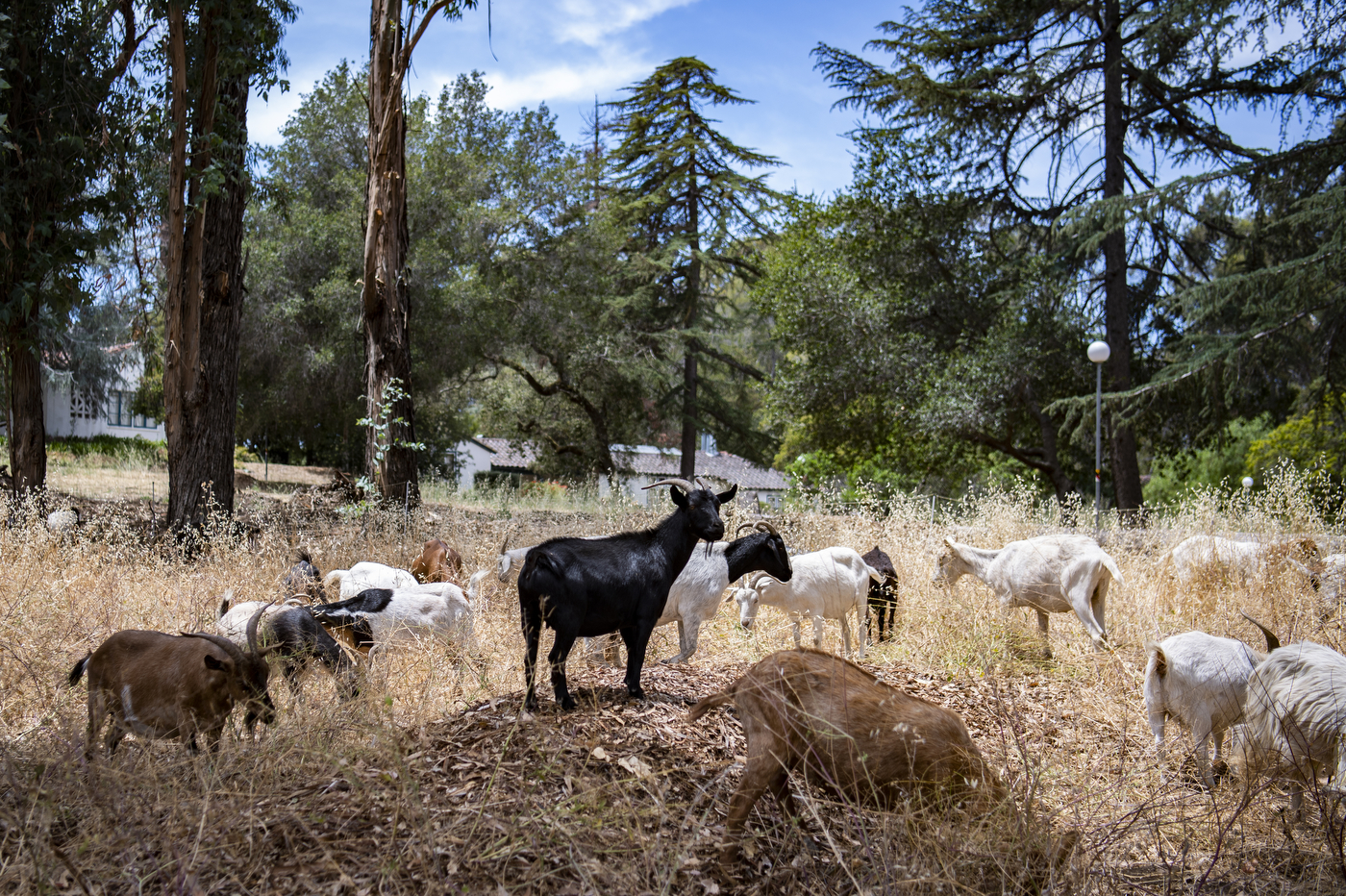 A mixed-color herd of goats, including one black goat, grazes in dry grass beneath a stand of tall trees under a clear sky.