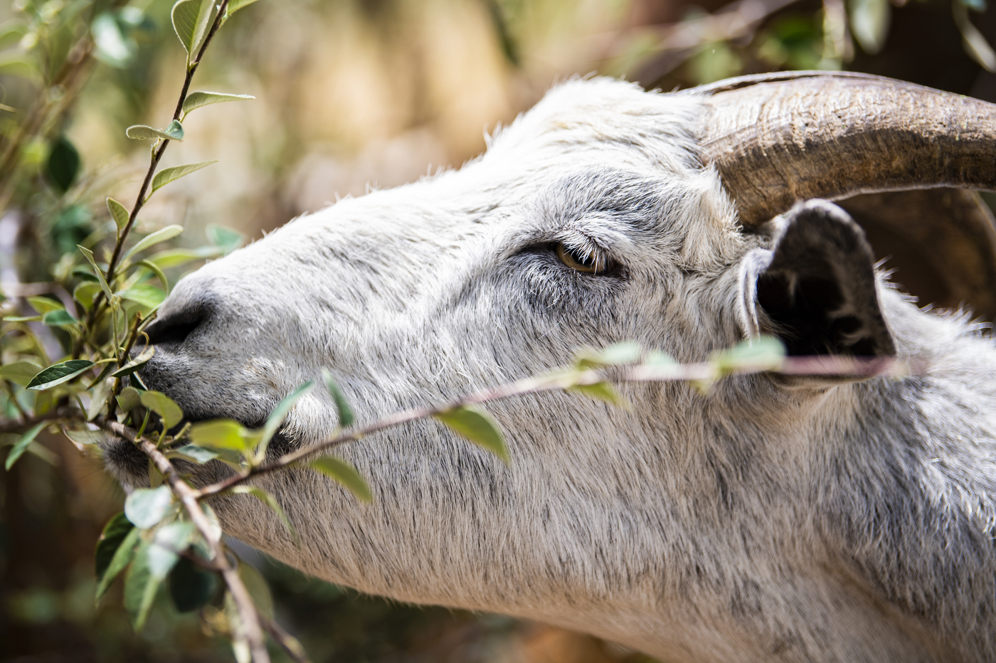 Close-up of a horned goat's face, partially obscured by brush.