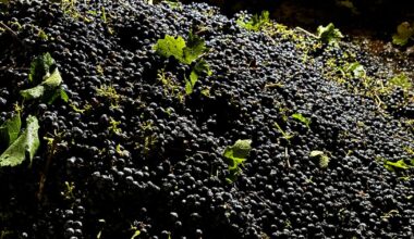 California farmers are struggling to sell grapes as demand for wine drops :: WRAL.com