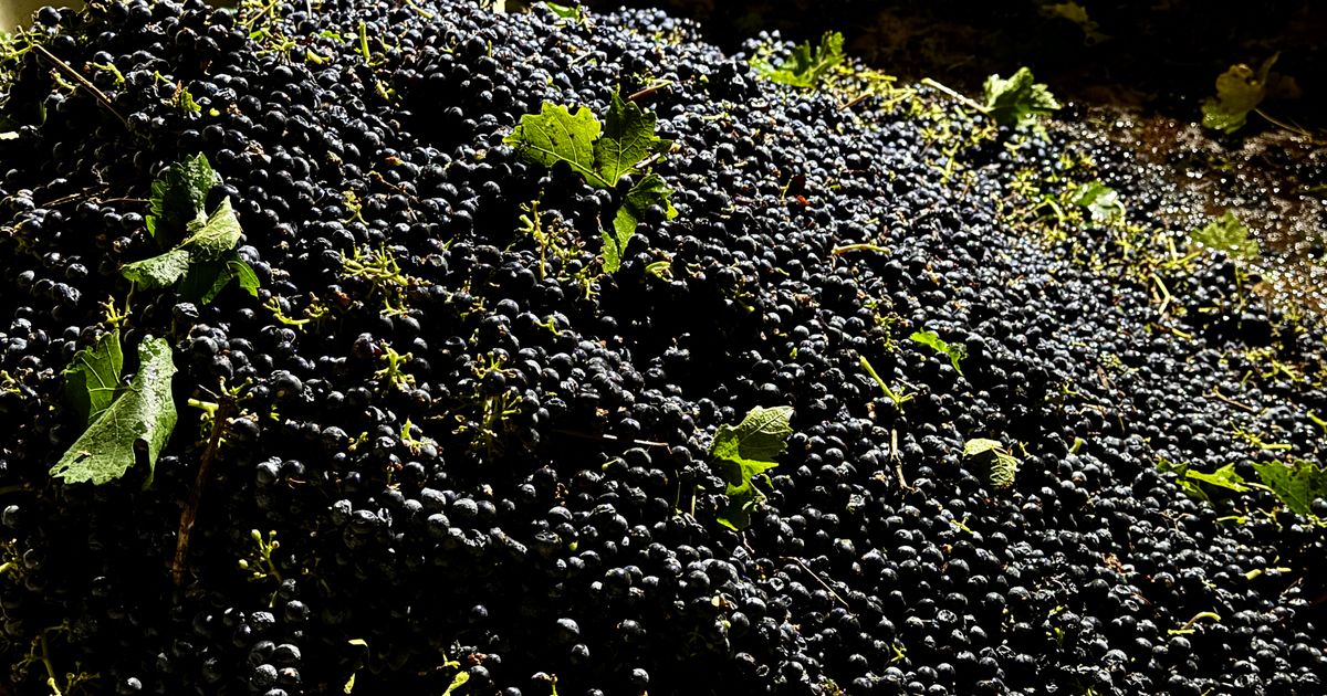 California farmers are struggling to sell grapes as demand for wine drops :: WRAL.com