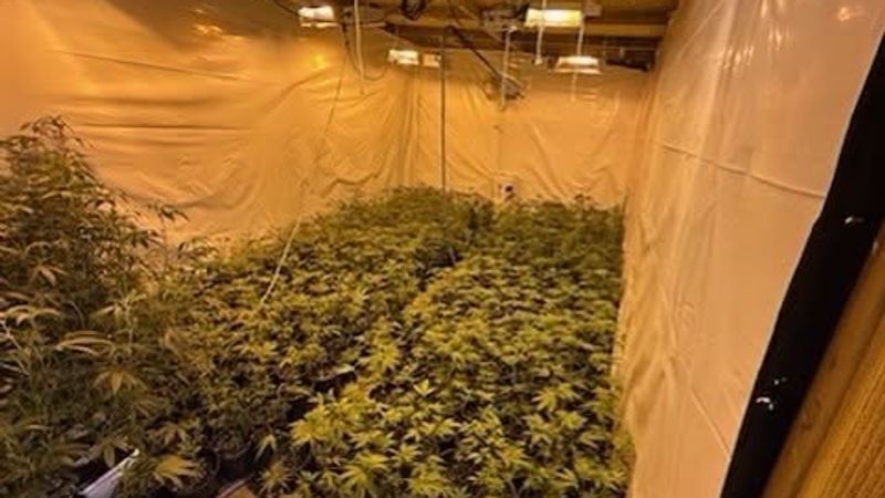 {p}Three people were arrested after deputies served two search warrants in Maricopa and Taft, where officials said they seized over 3,900 marijuana plants, processed marijuana, and guns. PHOTO: KCSO{/p}