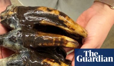 Fossilized 10,000-year-old mastodon tooth found by California scientist | California