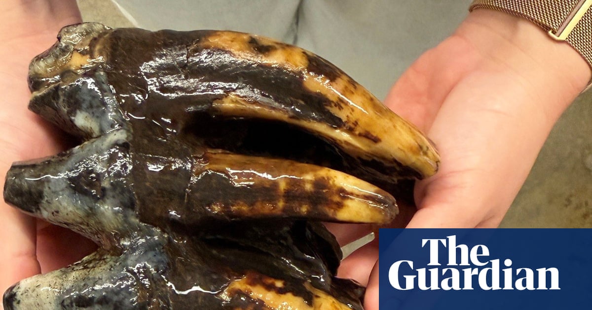 Fossilized 10,000-year-old mastodon tooth found by California scientist | California