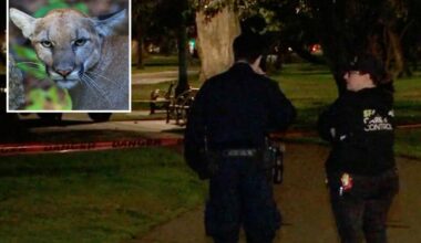 Mountain lion spotted in tree near Golden Gate Park in San Francisco