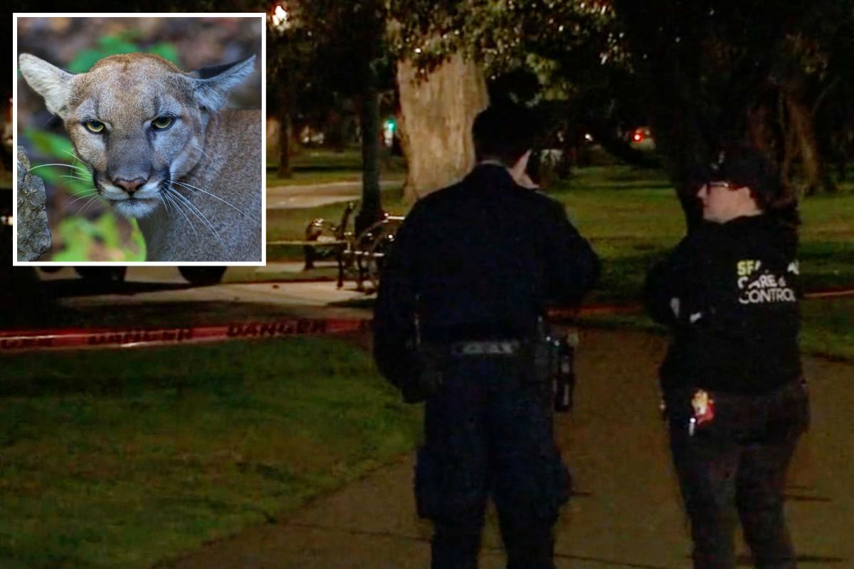 Mountain lion spotted in tree near Golden Gate Park in San Francisco