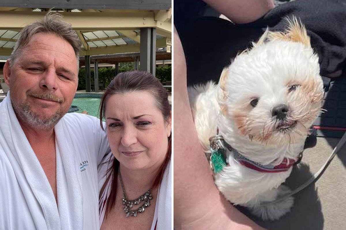 California boater dies after leaping off vessel to save his dog