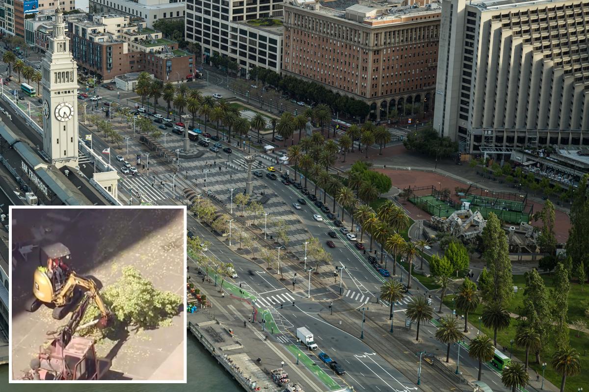 San Francisco tree removal sparks backlash over $40M park renovation