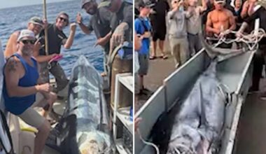 Fishermen catch record-breaking marlin off San Diego coast