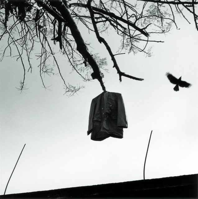 A jacket hangs from a bare tree branch against the sky while a bird flies nearby; two metal rods protrude from the bottom of the frame.