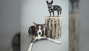 Sacramento pet photo sessions support Front Street Animal Shelter