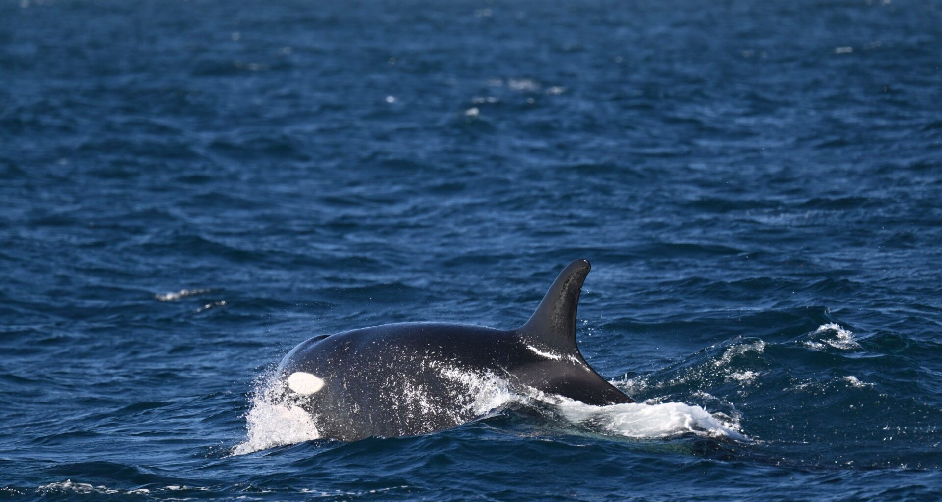 Tropical orcas make rare showing off Orange County’s coast – Orange County Register