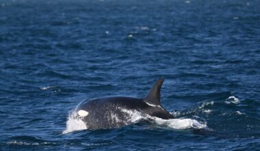 Tropical orcas make rare showing off Orange County’s coast – Orange County Register