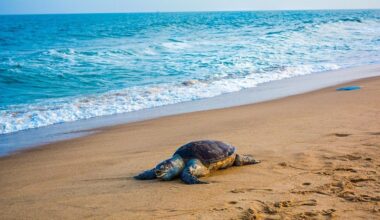 Sea Turtle Comes Ashore, Makes History in California