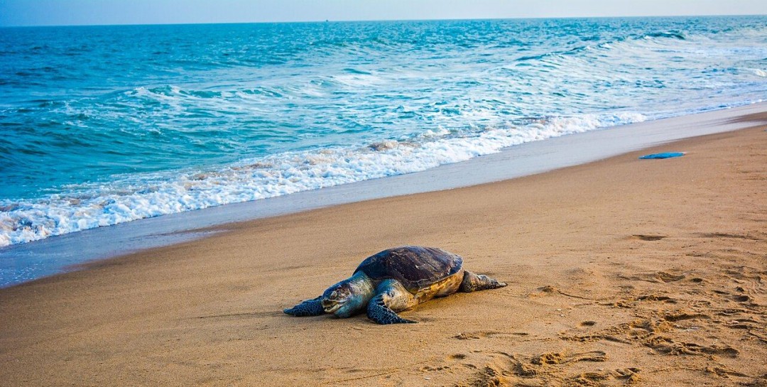 Sea Turtle Comes Ashore, Makes History in California