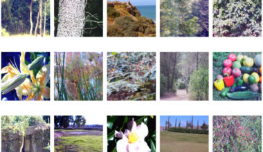15 photos of nature scenes, including fruit, trees, flowers, fields and the sea