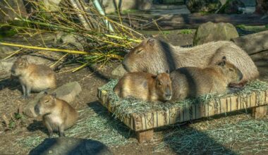 Sacramento CA council to review zoo expansion in Land Park