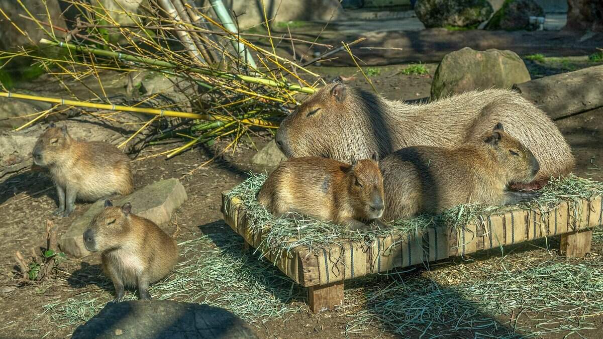 Sacramento CA council to review zoo expansion in Land Park